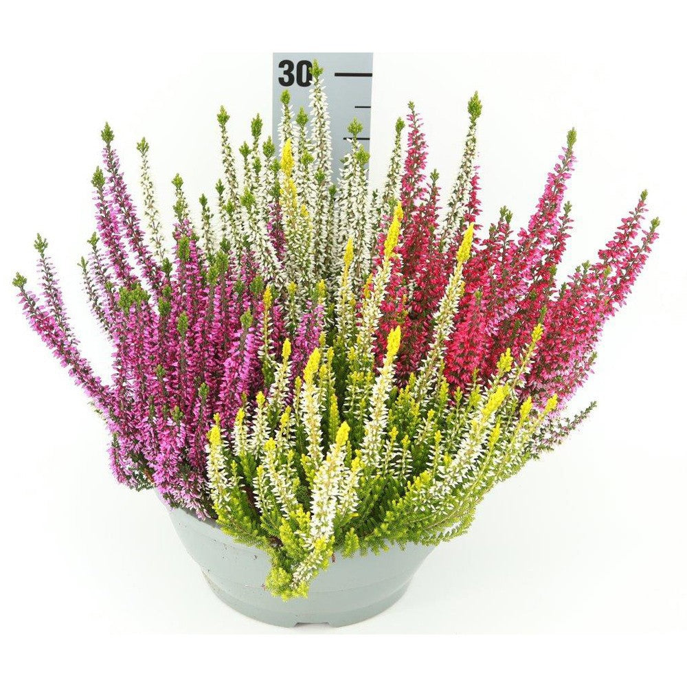 Calluna Beauty Ladies quattro 30cm 23cm Pot