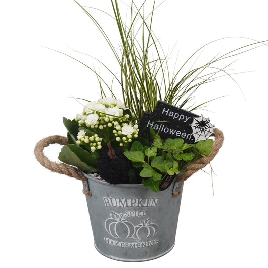 Indoor arrangement 33cm 14cm Pot