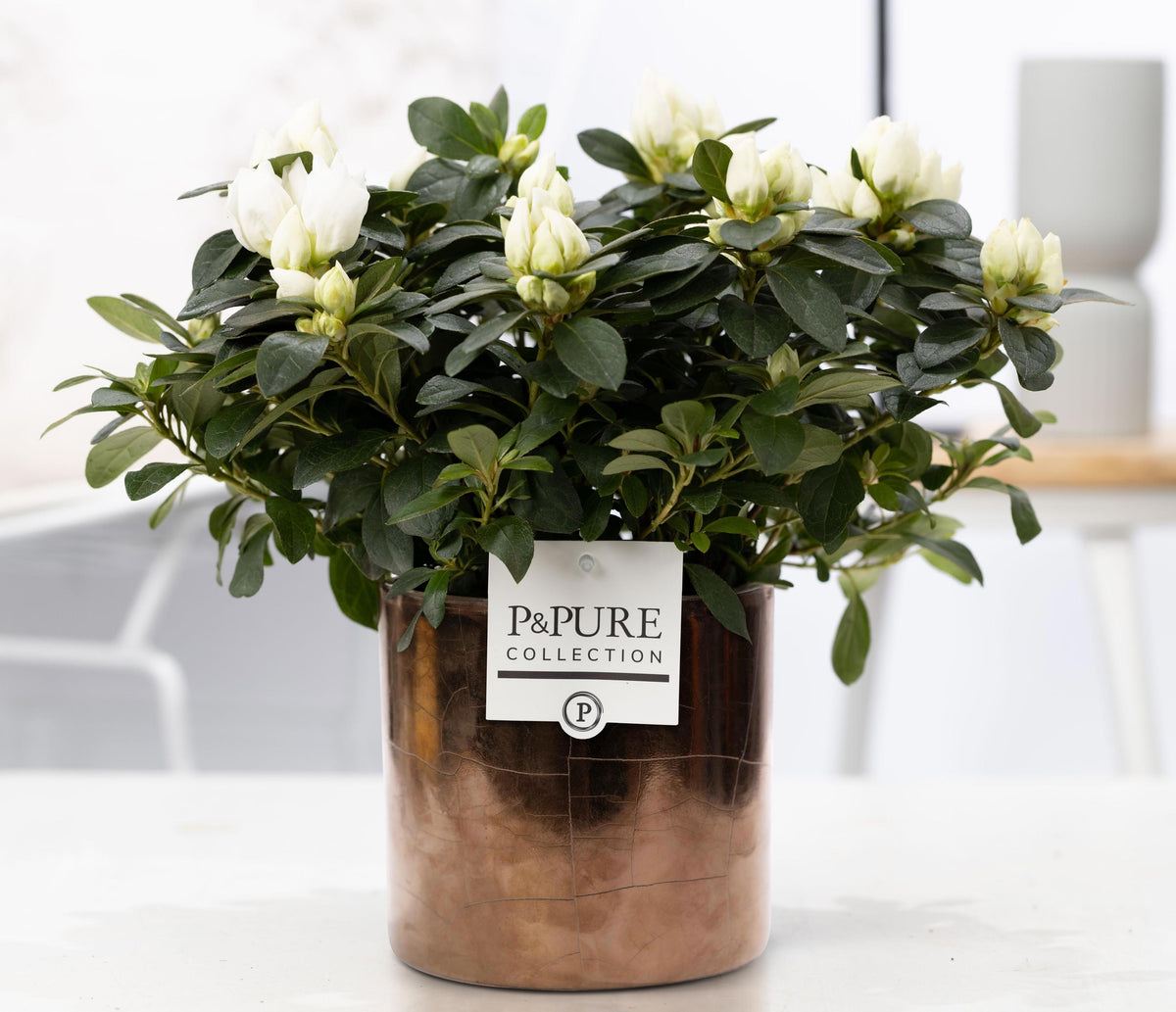 Rhododendron Vogel white 25cm 12cm Pot