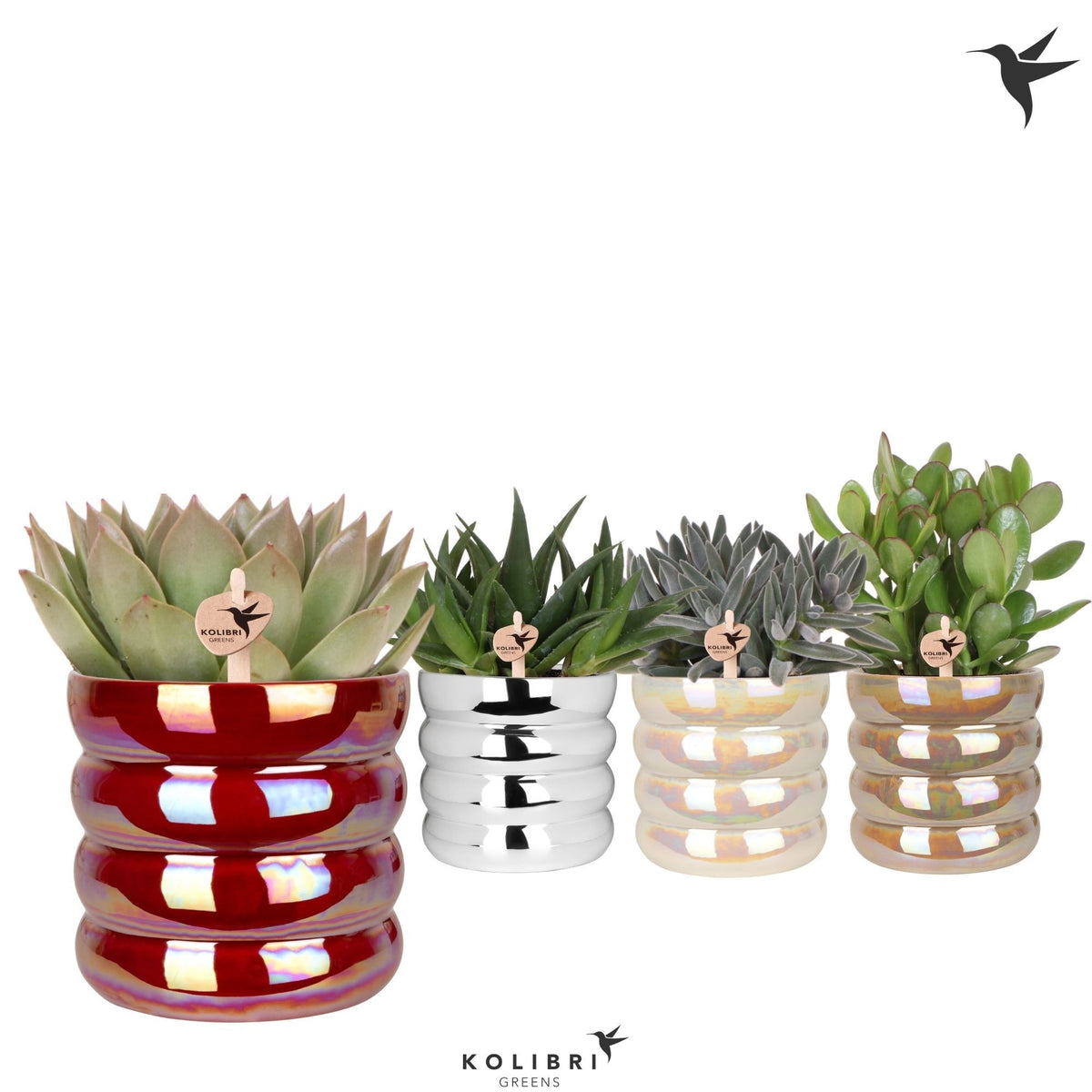 Succulent mix 26cm 12cm Pot