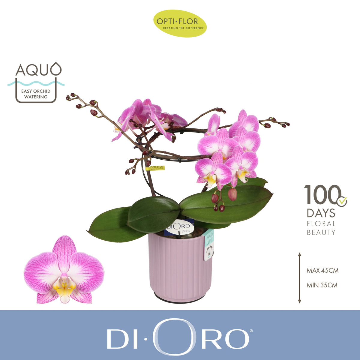 Phalaenopsis pink 50cm 12cm Pot