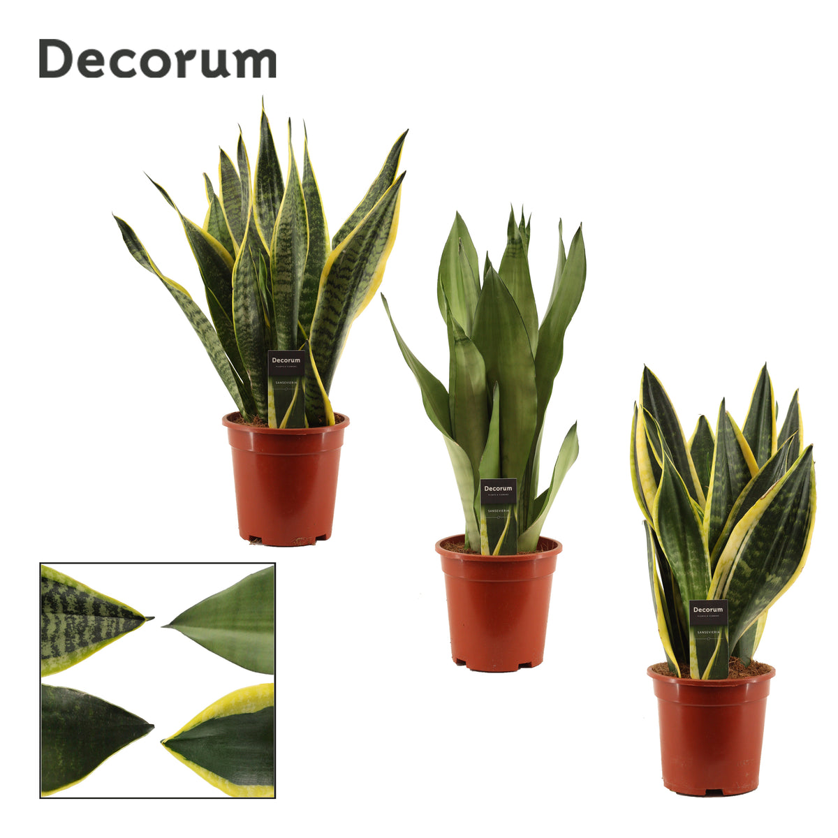 Sansevieria trifasciata 70cm 17cm Pot