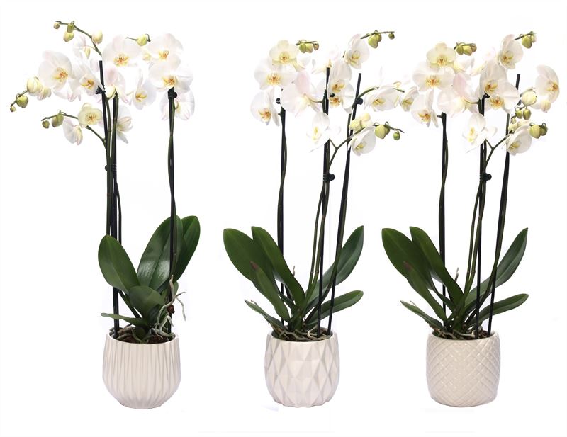 Phalaenopsis white 55cm 12cm Pot