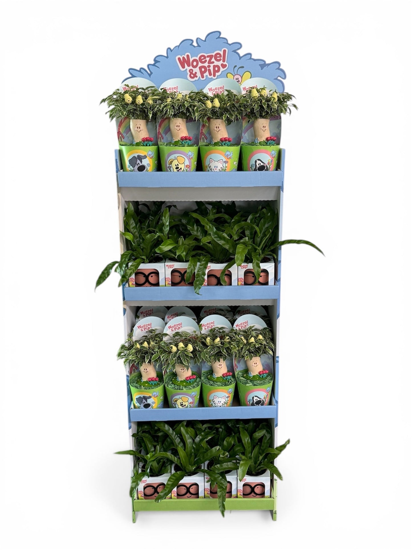 Foliage houseplants mix 30cm 999cm Pot