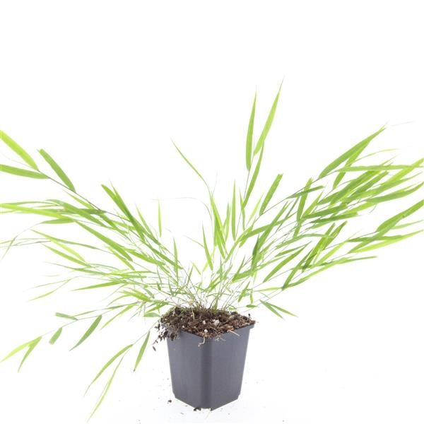 Boer, W.T.M. de Hakonechloa macra Pack of 12