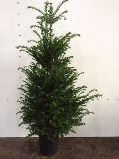 Taxus baccata 120cm 26cm Pot
