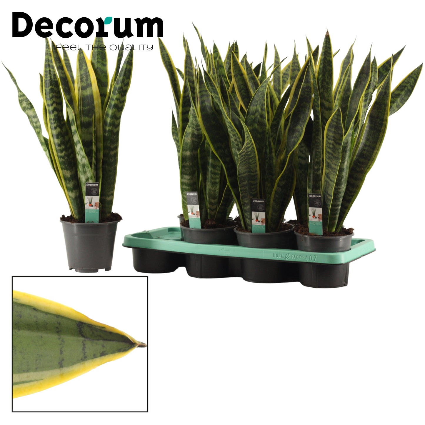 Sansevieria Laurentii 57cm 14cm Pot