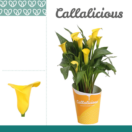 Zantedeschia Sunclub 35cm 12cm Pot