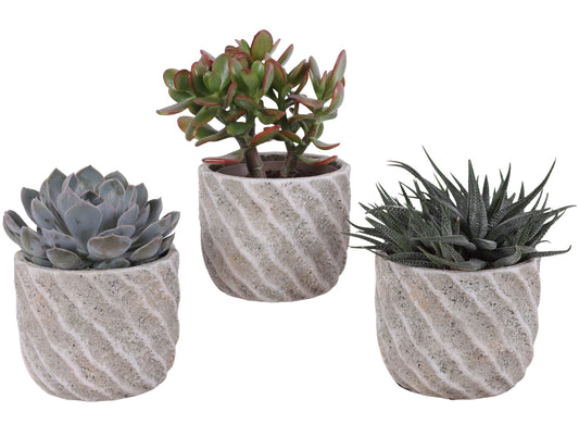 Succulent mix 25cm 15cm Pot