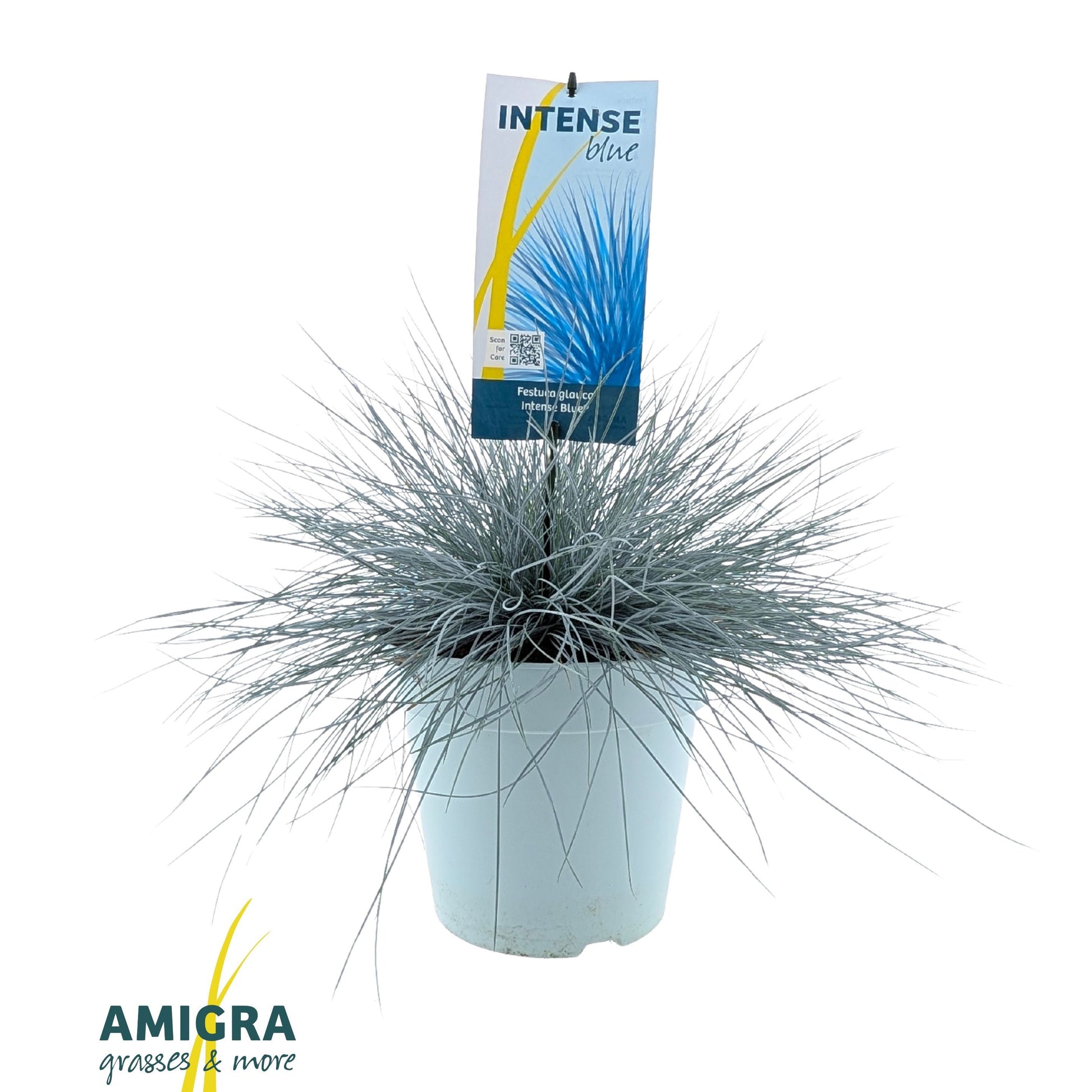 Festuca Intense Blue 45cm 23cm Pot