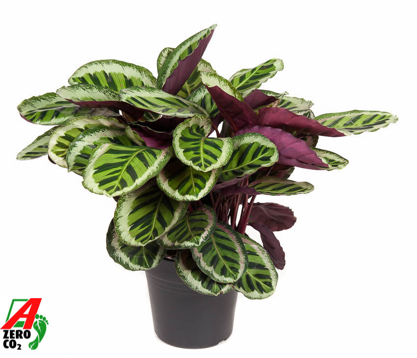 Calathea Angela 80cm 27cm Pot