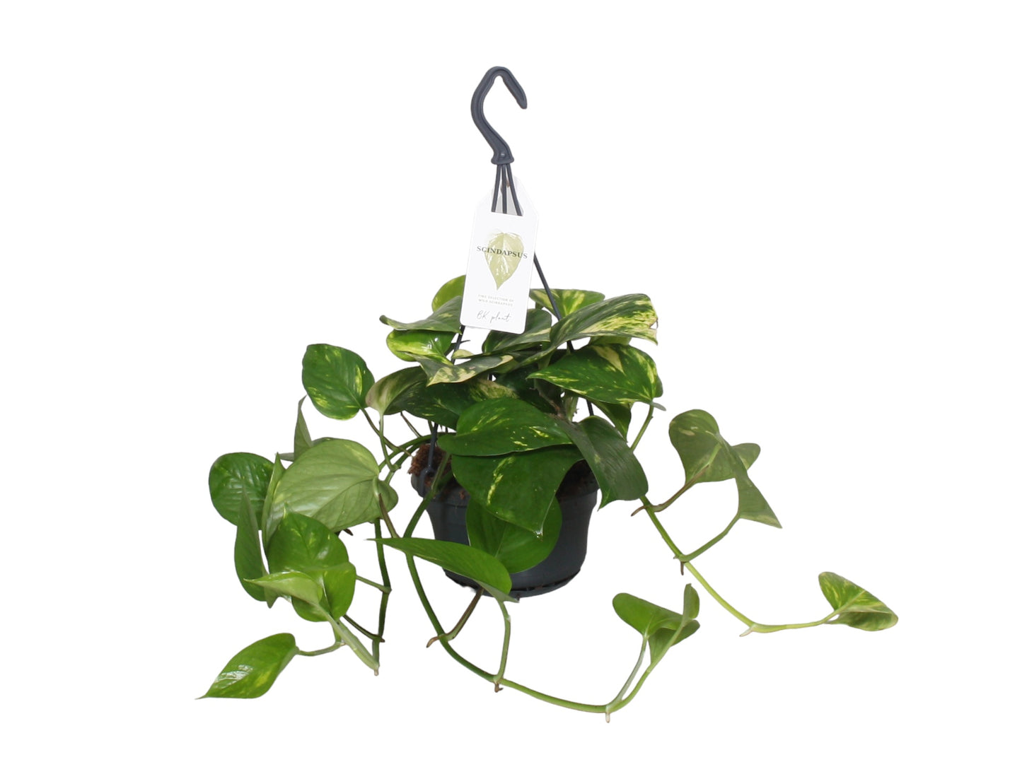 Epipremnum pinnatum 50cm 14cm Pot