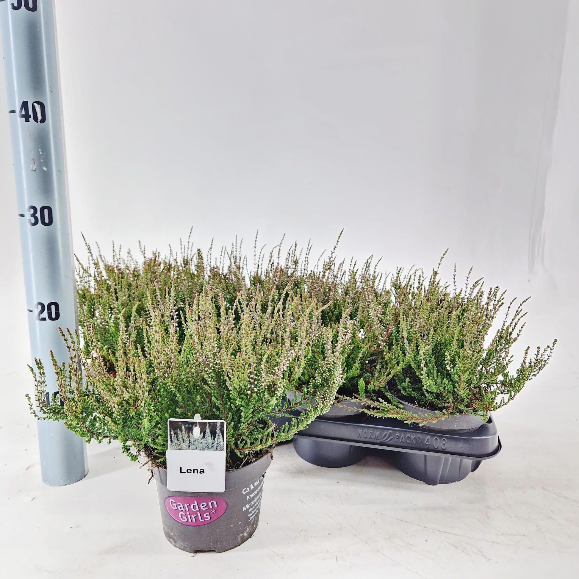 Calluna Garden Girls Lena 15cm 13cm Pot