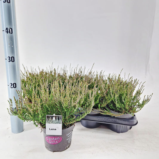 Calluna Garden Girls Lena 15cm 13cm Pot