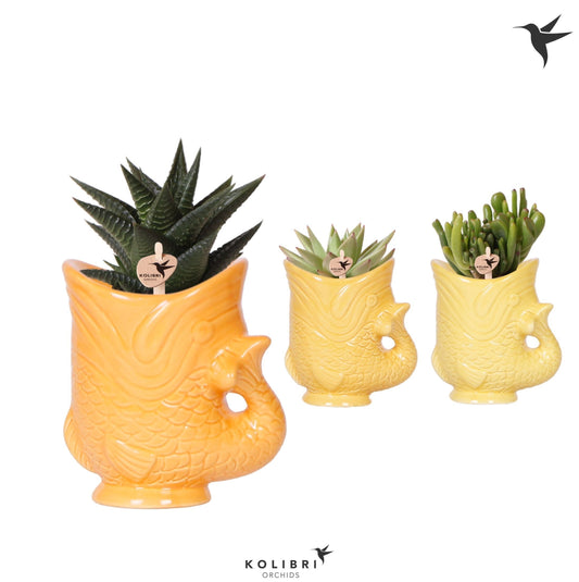 Succulenten mix (+ drp.ceramic) 16cm 6cm Pot
