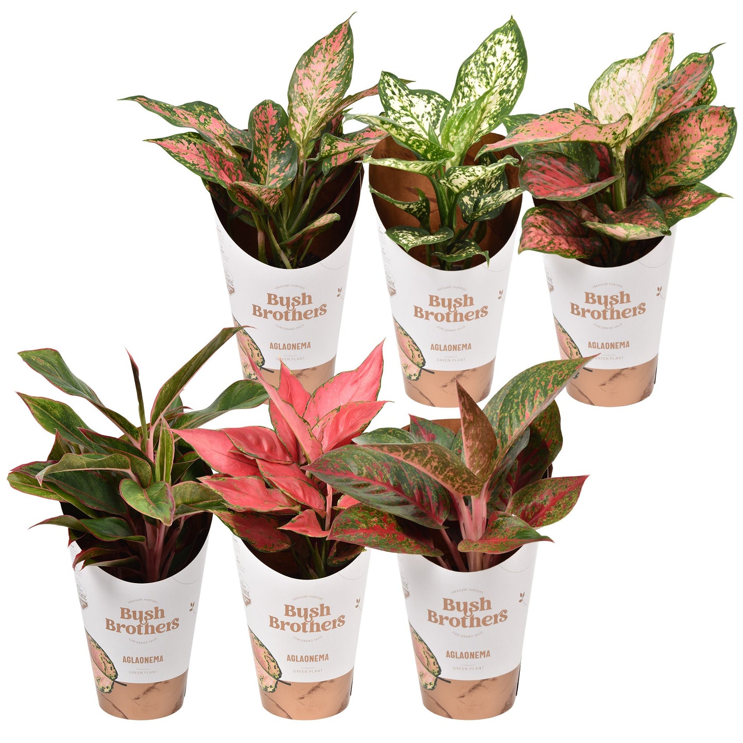 BushBrothers (Lansbergen Orchids) Aglaonema mix Star Collection Pack of 6