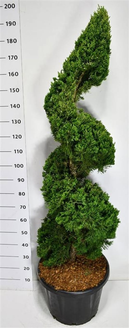 Juniperus mix 200cm 48cm Pot