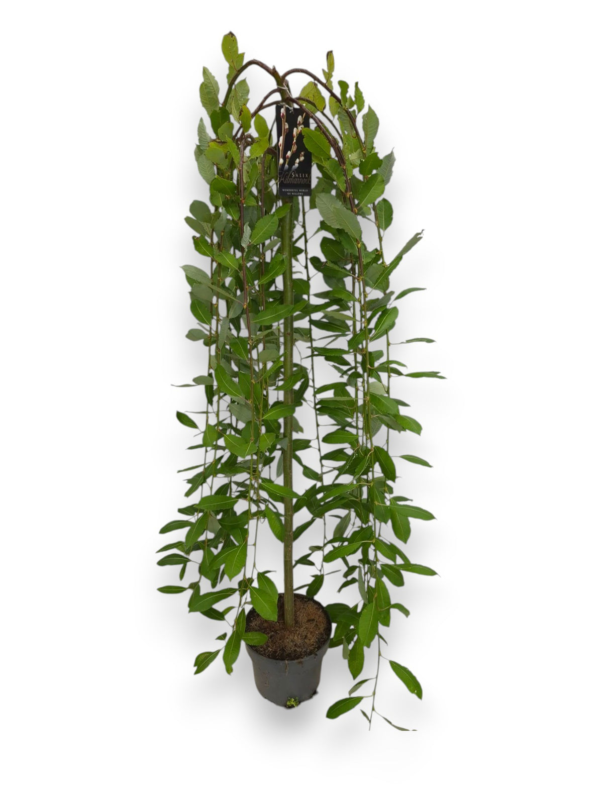 Salix caprea Kilmarnock 150cm 23cm Pot