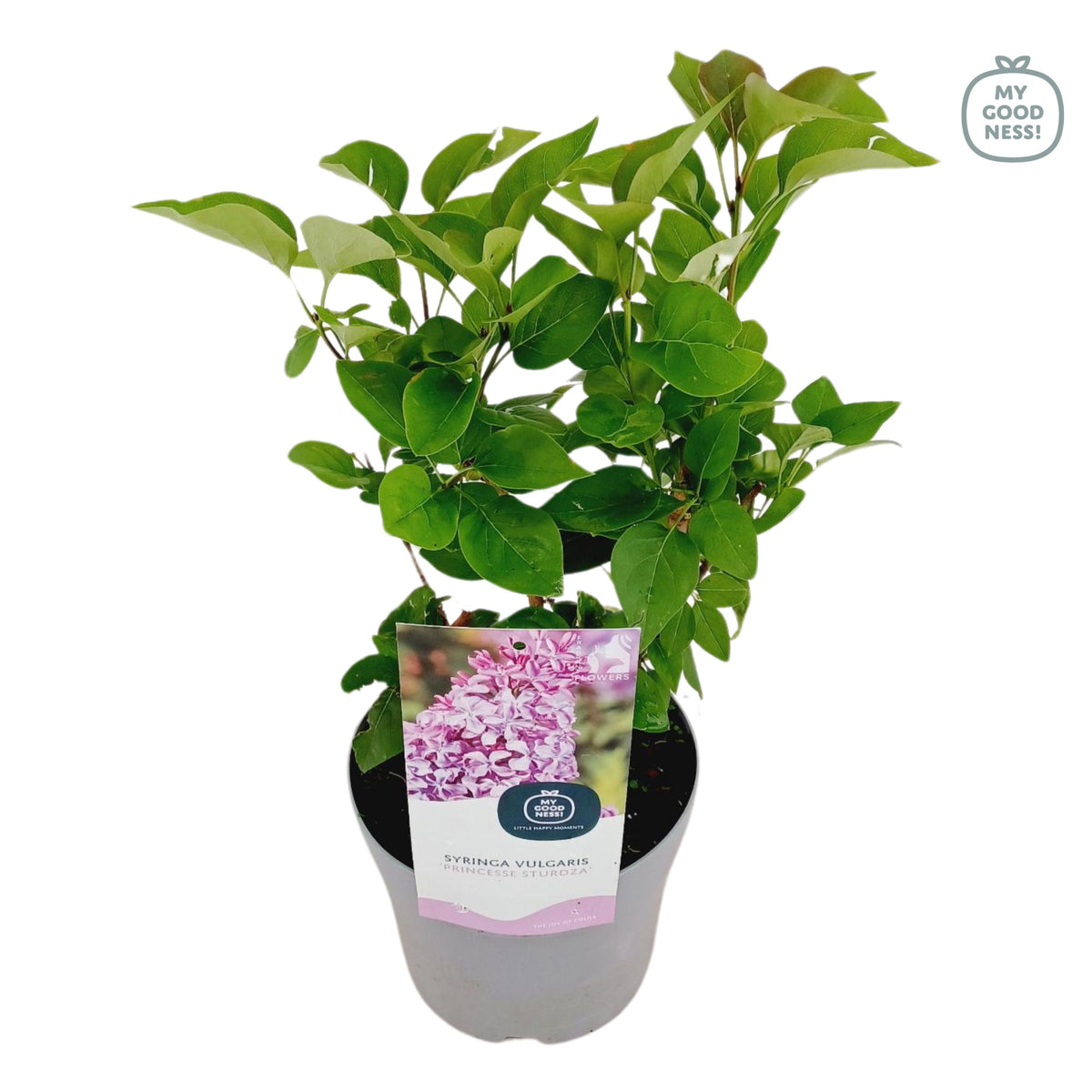 Syringa vulgaris 45cm 17cm Pot