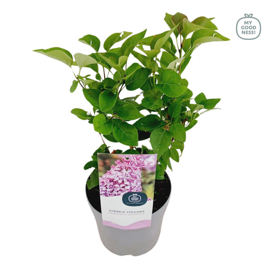 Syringa vulgaris 45cm 17cm Pot