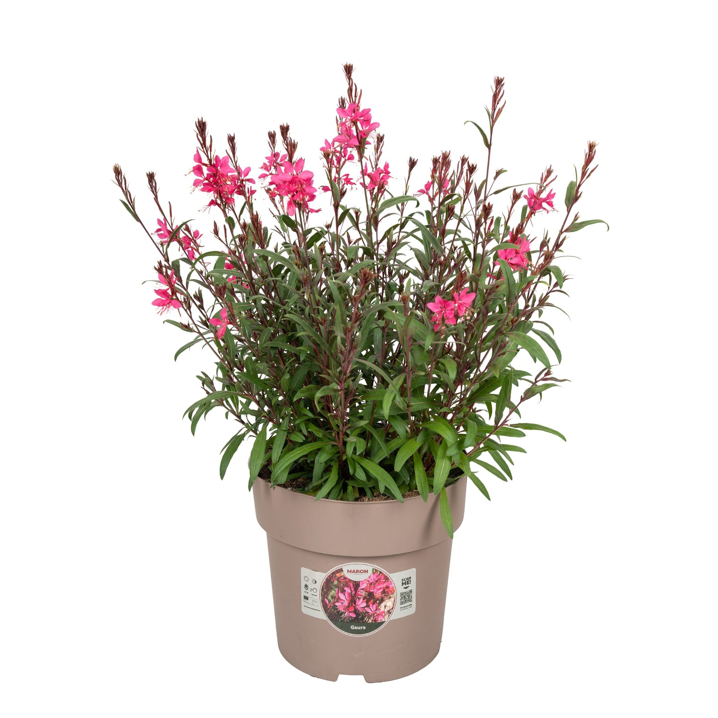 Gaura lind. Belleza Compact Pink 55cm 23cm Pot