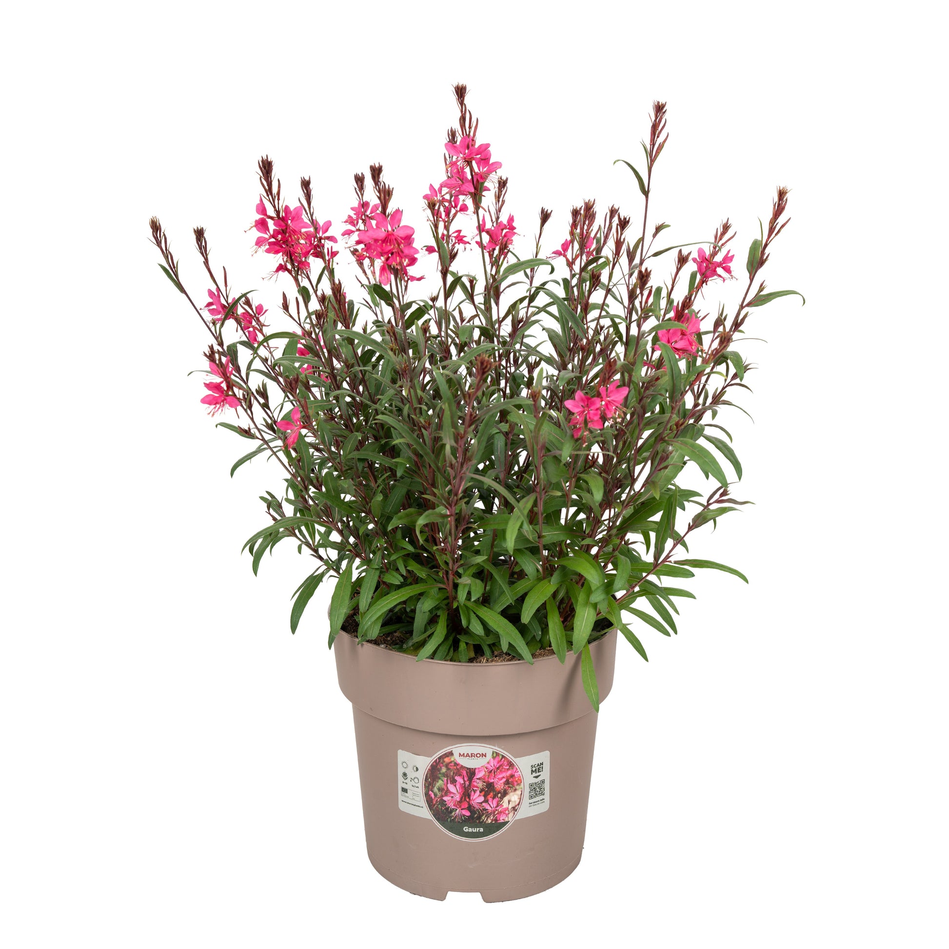 Gaura lind. Belleza Compact Pink 55cm 23cm Pot