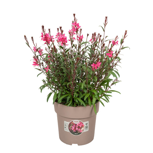 Gaura lind. Belleza Compact Pink 55cm 23cm Pot