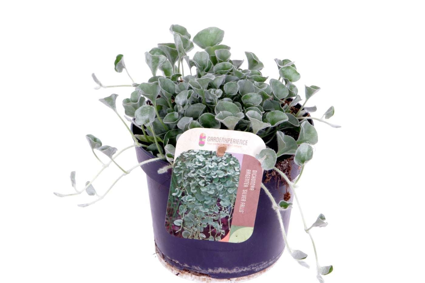 Dichondra argentea Silver Falls 20cm 13cm Pot