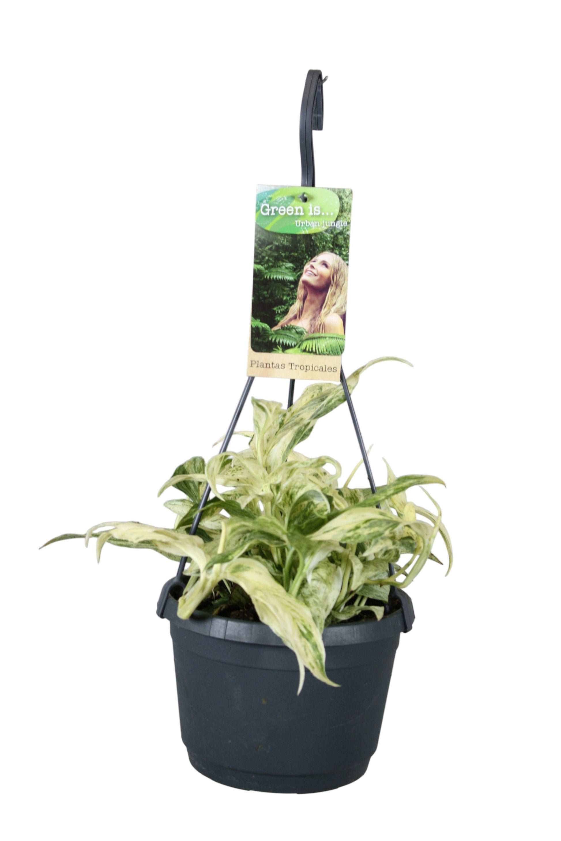 Vireo-Hedera plant BV Monstera Variegated Pack of 4