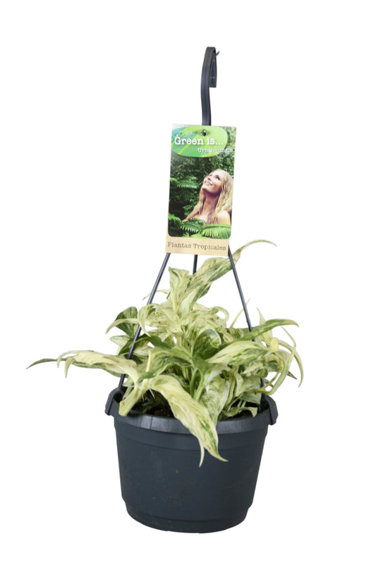Vireo-Hedera plant BV Monstera Variegated Pack of 4