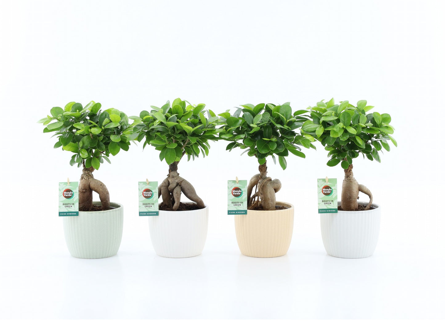 Ficus Ginseng 35cm 13cm Pot