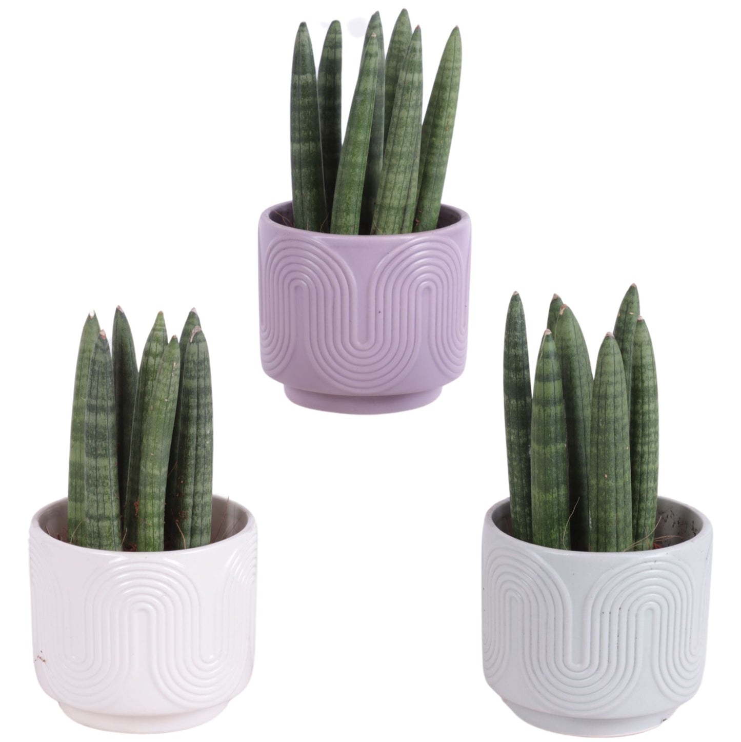 Sansevieria cylindrica 20cm 11cm Pot