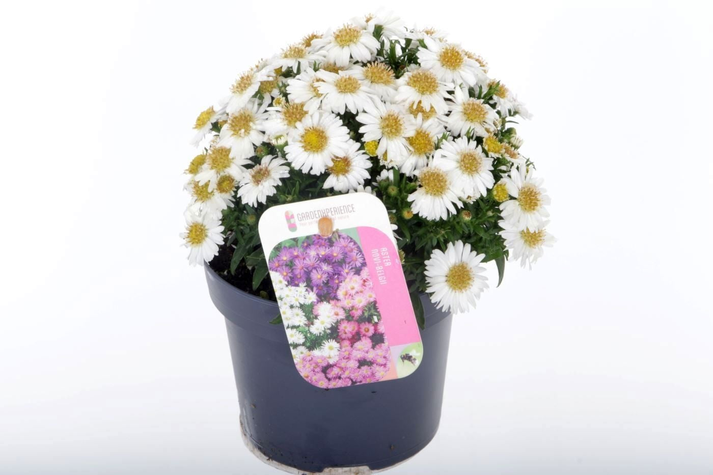 Aster nb. Magic White 25cm 13cm Pot