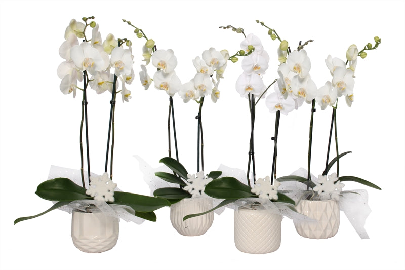 Phalaenopsis white 55cm 12cm Pot