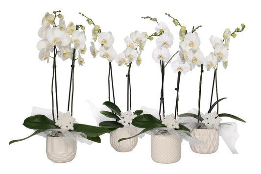 Phalaenopsis white 55cm 12cm Pot
