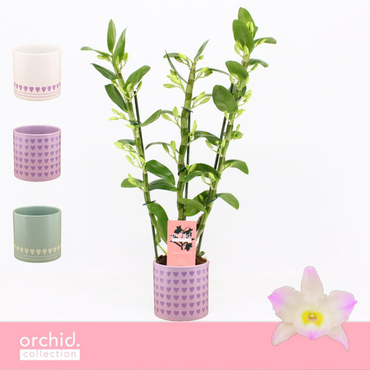 Dendrobium Kumiko 50cm 12cm Pot