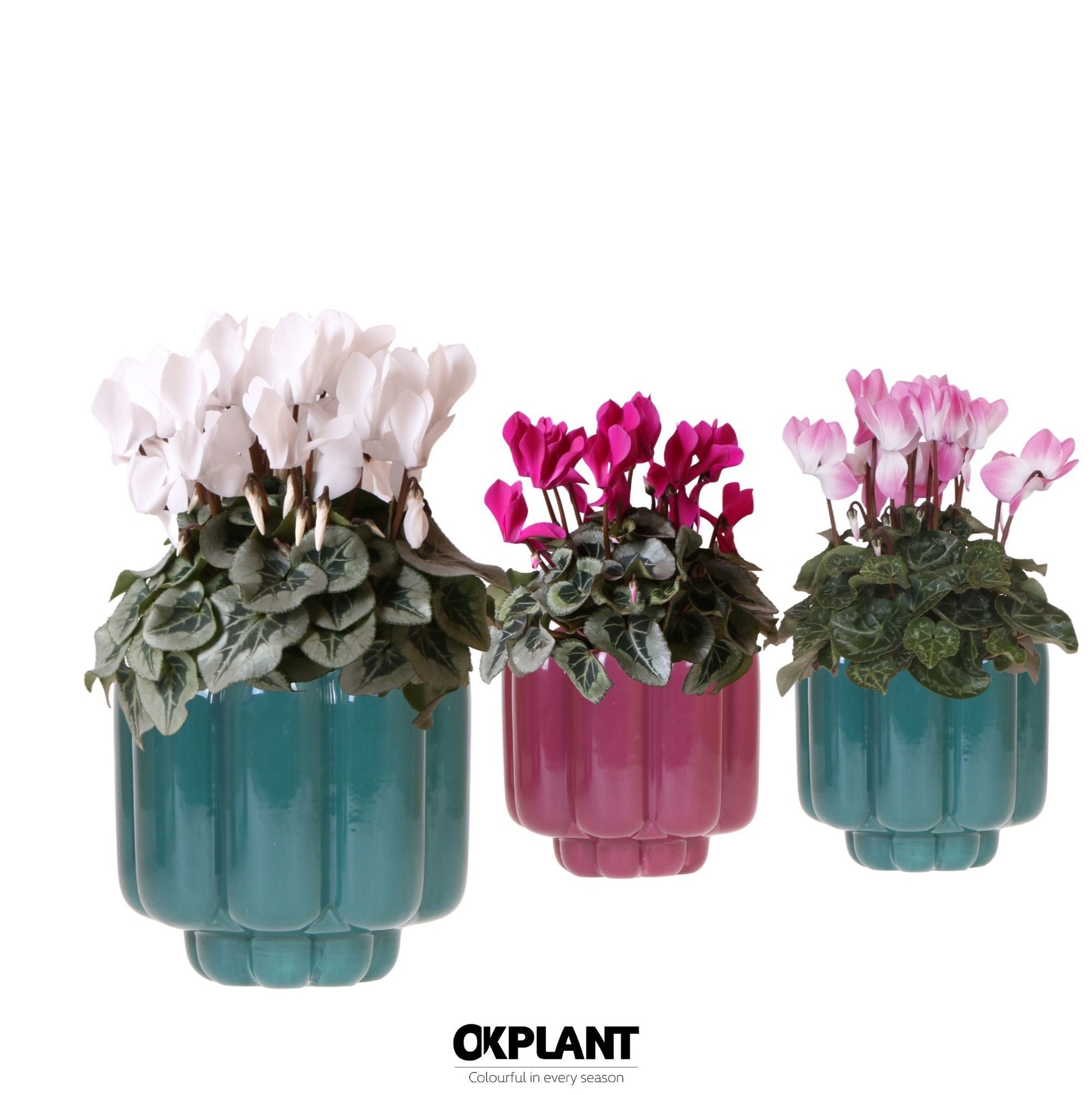 Cyclamen midi 25cm 12cm Pot
