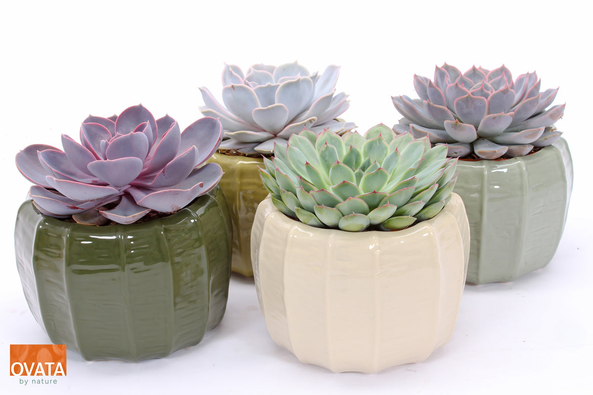 Echeveria mix 14cm 15cm Pot