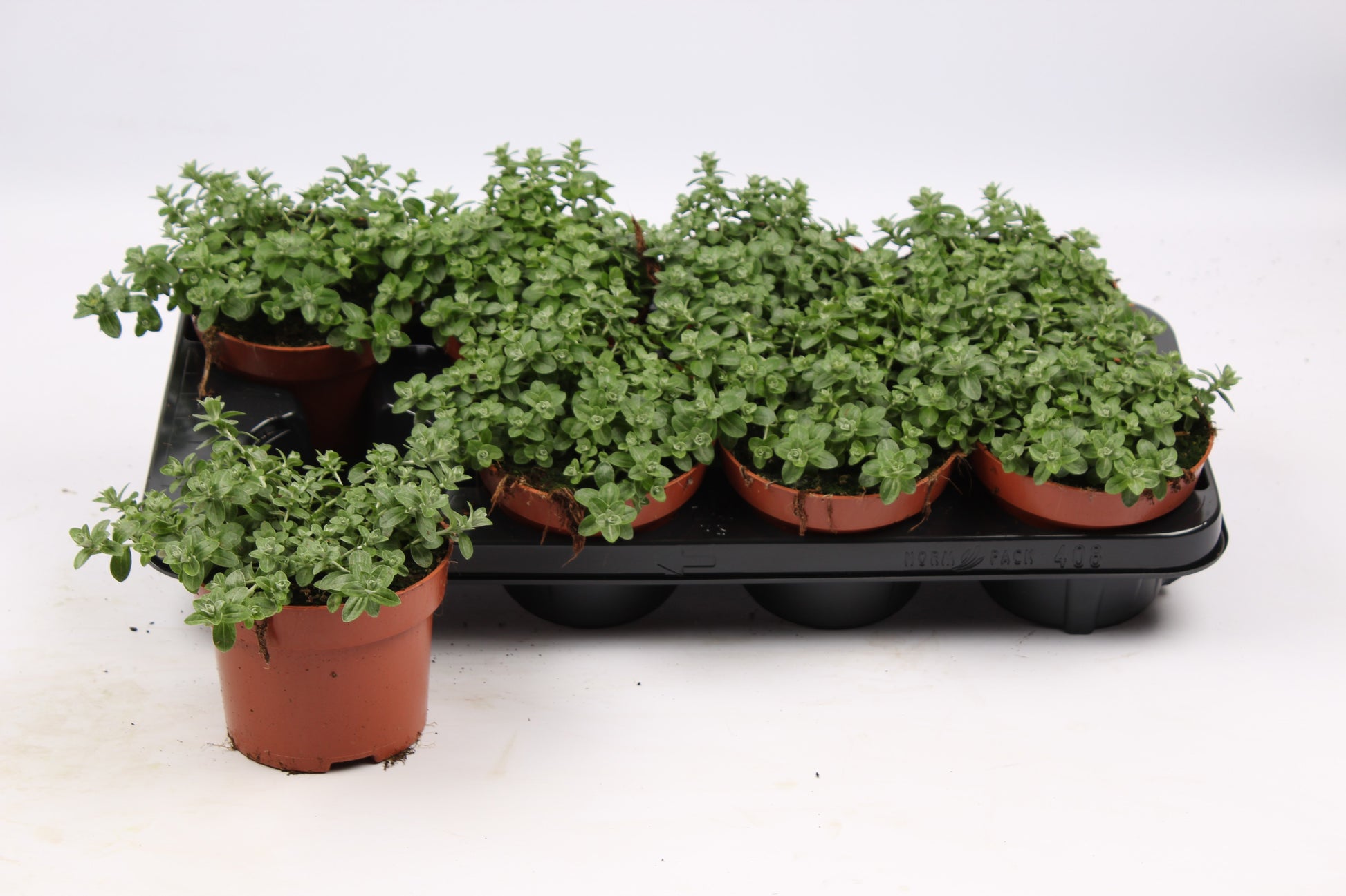 Helichrysum Silver Mist 20cm 13cm Pot