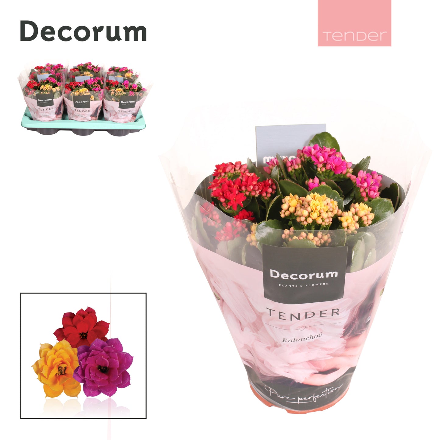 Kalanchoe carnaval Decorum 26cm 15cm Pot