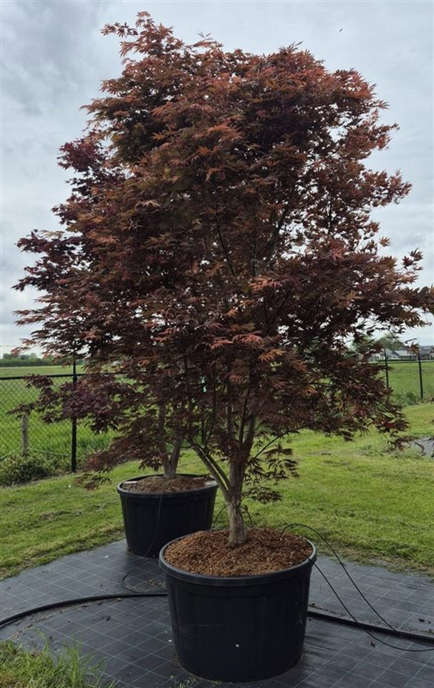 Acer palmatum 350cm 96cm Pot