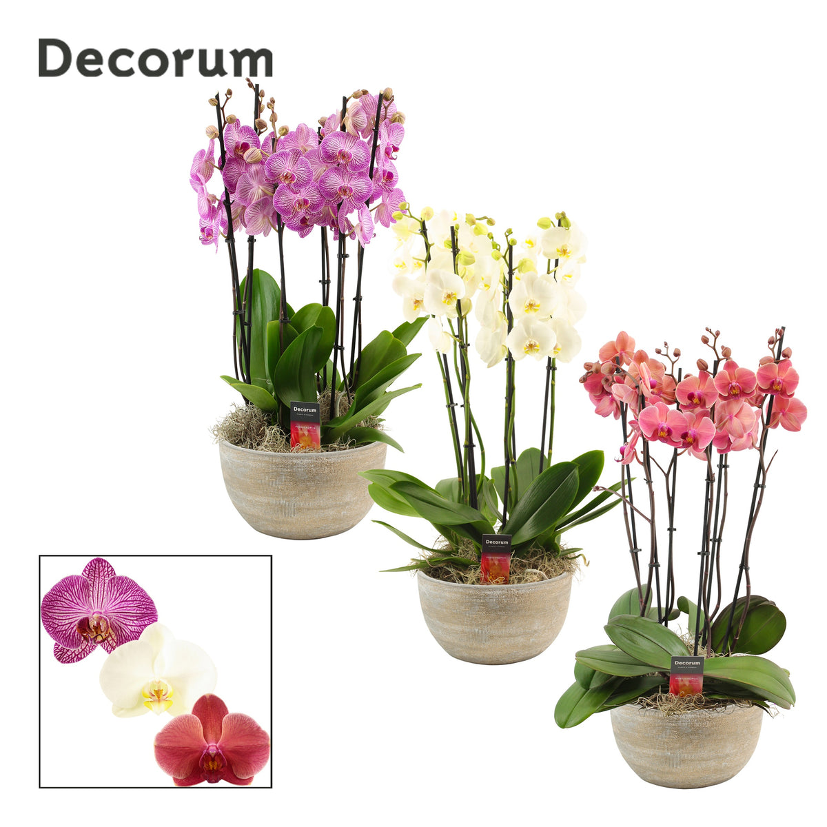 Phalaenopsis mix 65cm 27cm Pot