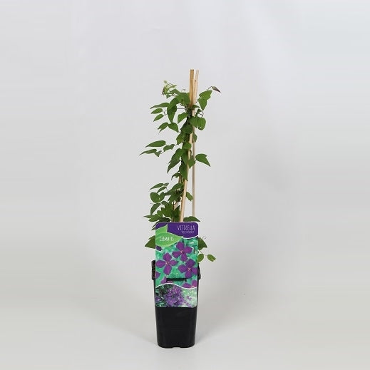 Clematis Polish Spirit 60cm 14cm Pot