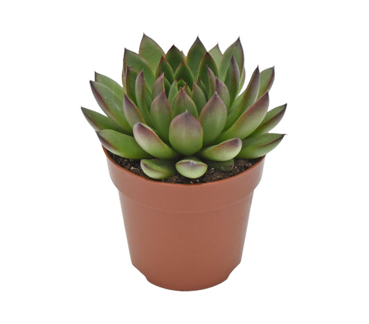 Echeveria agavoides Ami-Fiesta 14cm 8.5cm Pot