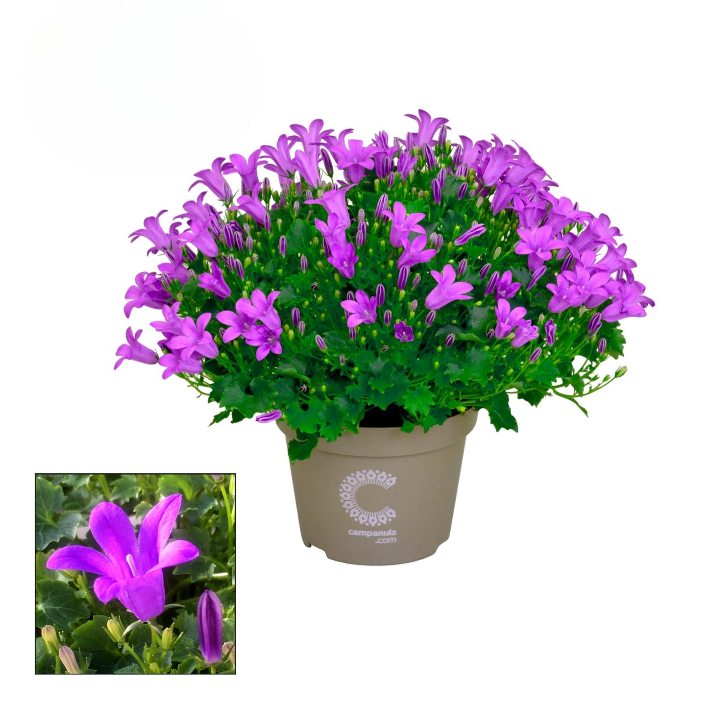 Have BV. Gebr. ten Campanula Porto Pack of 12