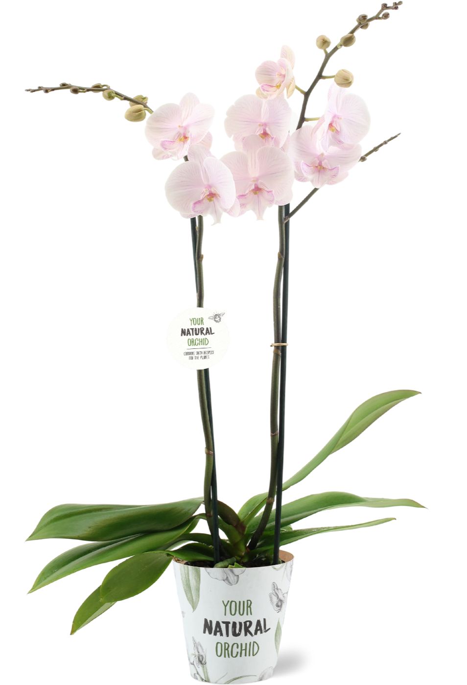 Phalaenopsis Manta Ambon 60cm 12cm Pot