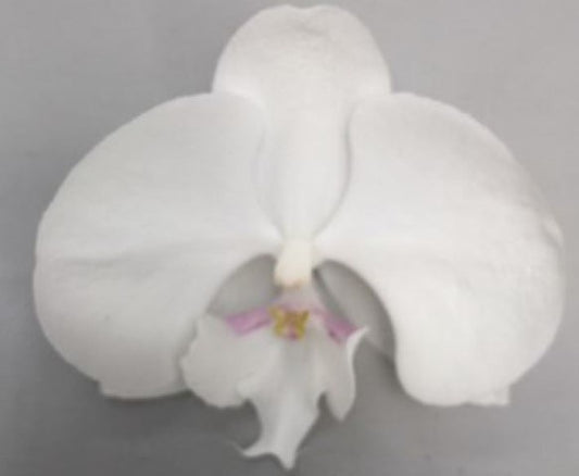 Phalaenopsis white 55cm 12cm Pot