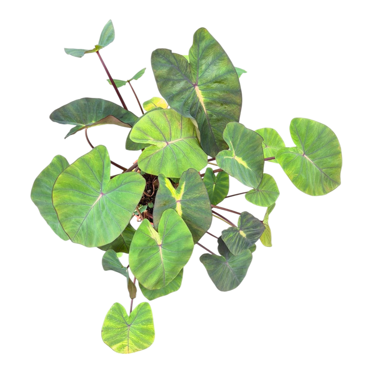 Colocasia Pharaohs Mask 80cm 17cm Pot