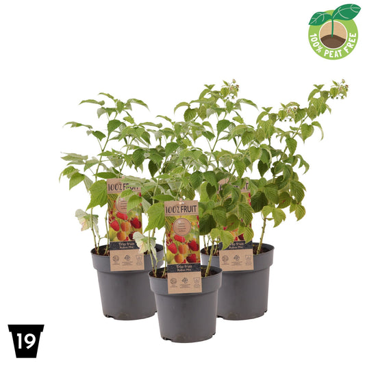 Rubus idaeus (Raspberry) 50cm 19cm Pot