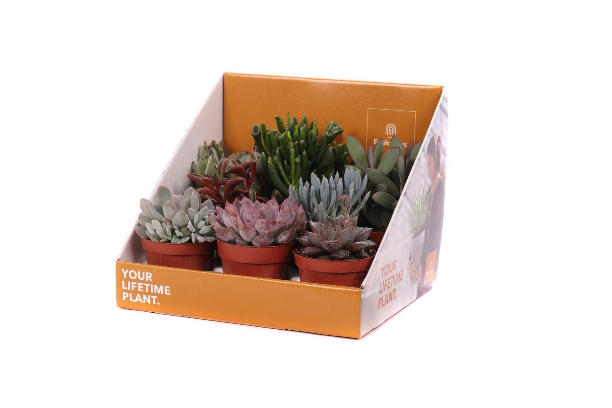 Succulent mix 30cm Special Pot (508)